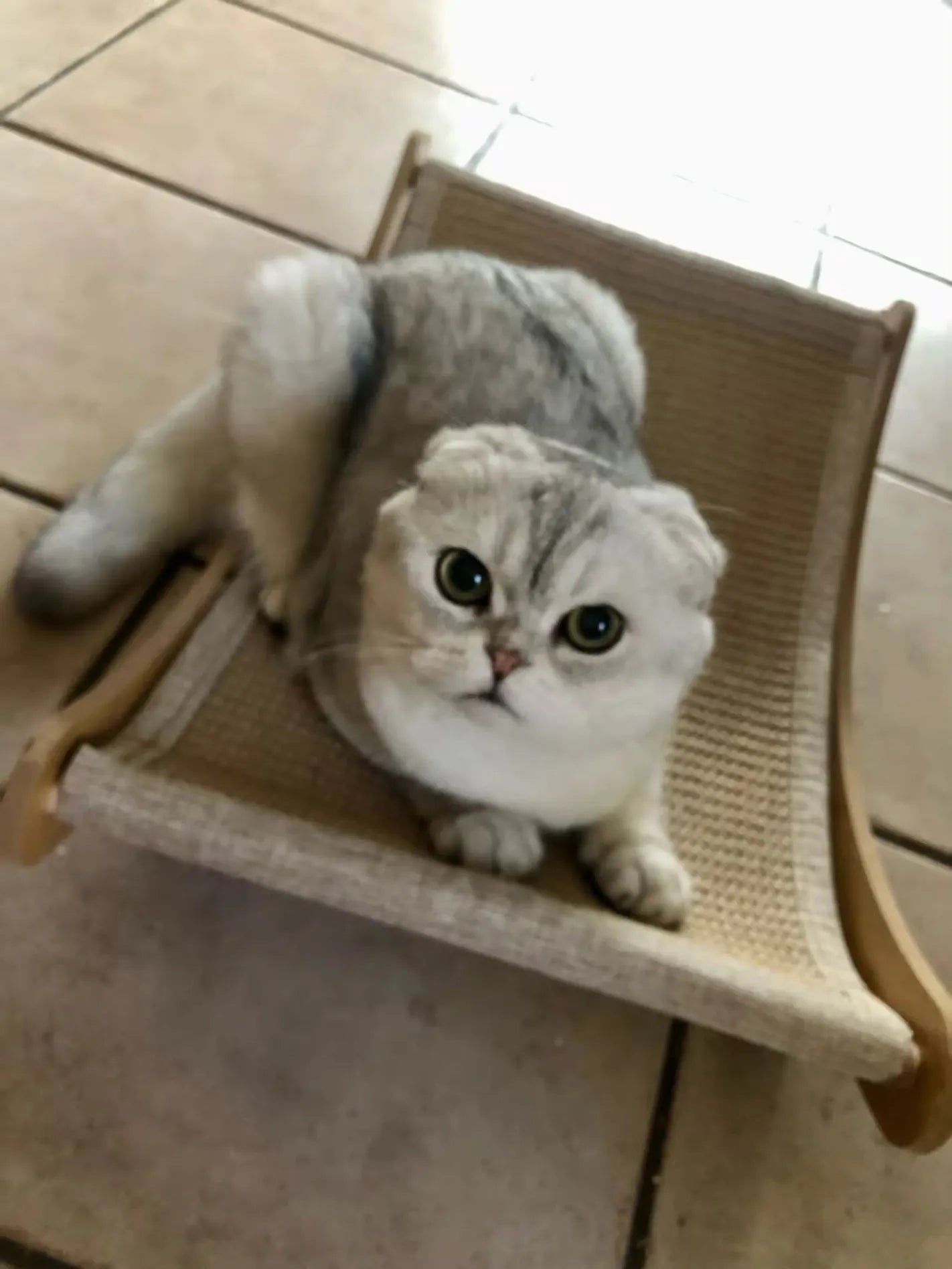 Fauteuil inclinable pour chat en bois à griffer